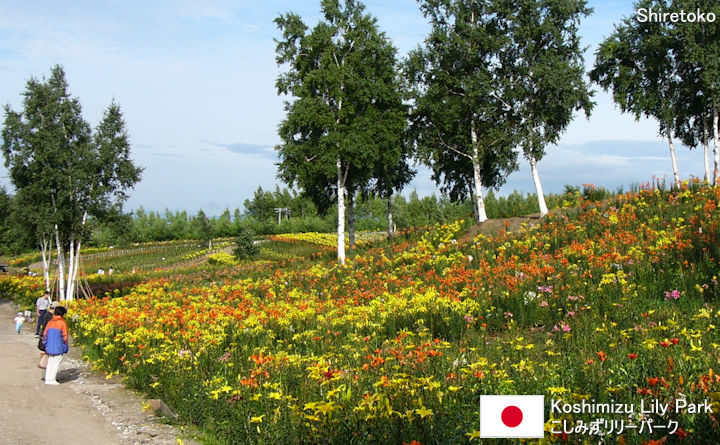 Koshimizu Lily Park