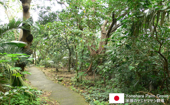 Yonehara Palm Grove