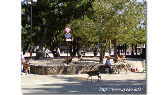 Deer in Miyajima