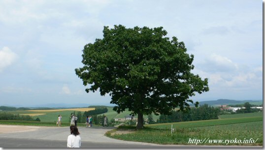 The tree of Seven Stars