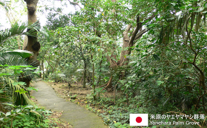 米原のヤエヤマヤシ群落