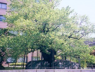 石割桜