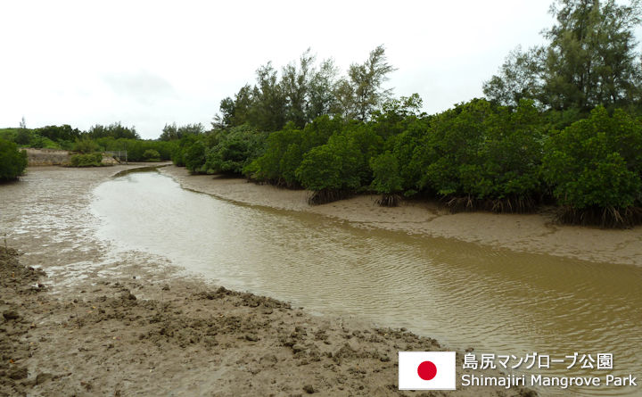 島尻マングローブ公園