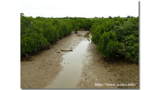 Shimajiri mangrove park