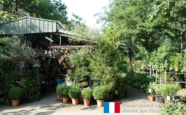 Flower Market of Cite Island