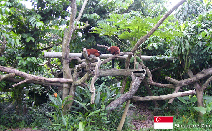Singapore Zoo