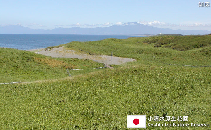 小清水原生花園