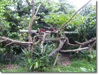 シンガポール動物園